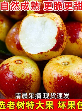 脆甜冬枣5斤装|127人收藏
