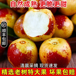 冬枣新鲜脆甜冰糖特大枣子红枣5斤当季水果顺丰产自陕西大荔