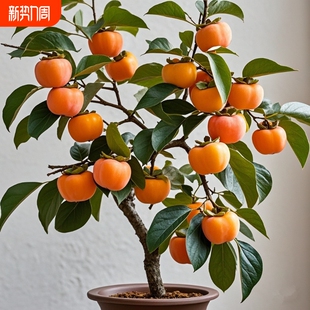 柿子树苗太秋甜柿树果苗火晶柿子脆柿子苗树南北方种植盆栽地栽苗