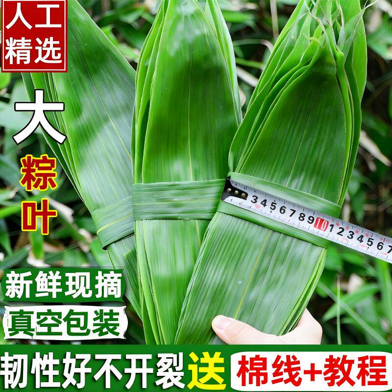 粽子叶棕叶新鲜大号包粽子专用的叶子商用批发干粽叶大野生鲜粽叶