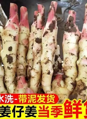 山东红芽嫩姜新鲜仔姜现挖子姜当季嫩姜芽醋泡姜农家自种大姜