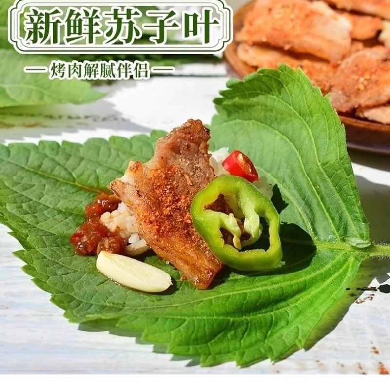 顺丰新鲜苏子叶韩式烤肉绿苏叶包饭叶蔬菜粘豆包叶蘸酱菜散装包邮