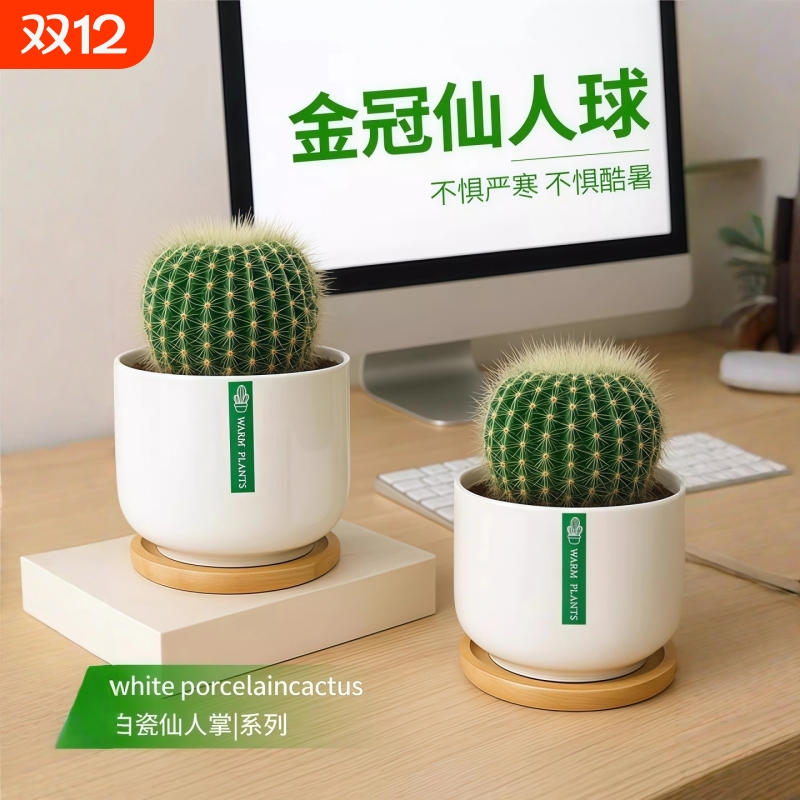 金冠仙人球仙人掌盆栽办公室内
