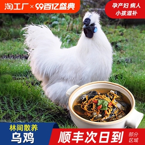 乌鸡新鲜现杀乌鸡活鸡土鸡农家散养老乌鸡母鸡鸡肉正宗乌骨鸡顺丰