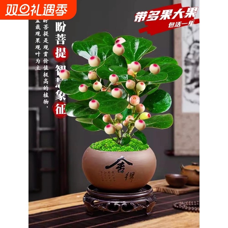 小盼菩提树盆栽带果室内客厅绿植办公室桌面中式禅意老桩四季好养