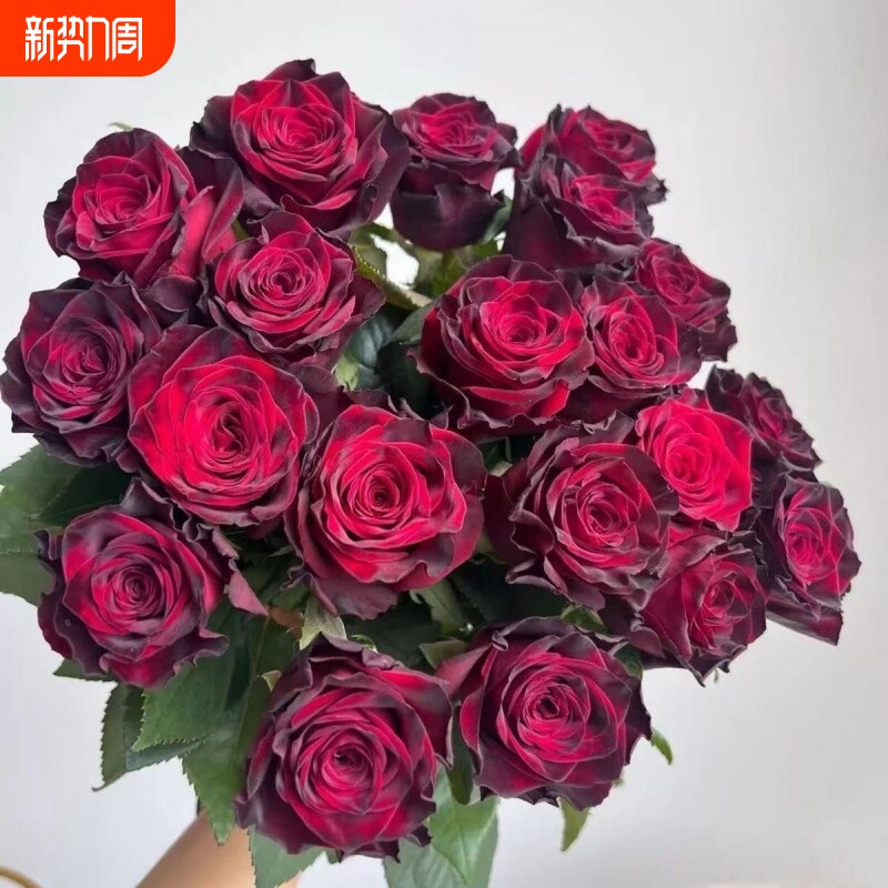 玫瑰花玫瑰老桩基地盆栽浓香型开花四季庭院阳台耐寒花卉室内花园