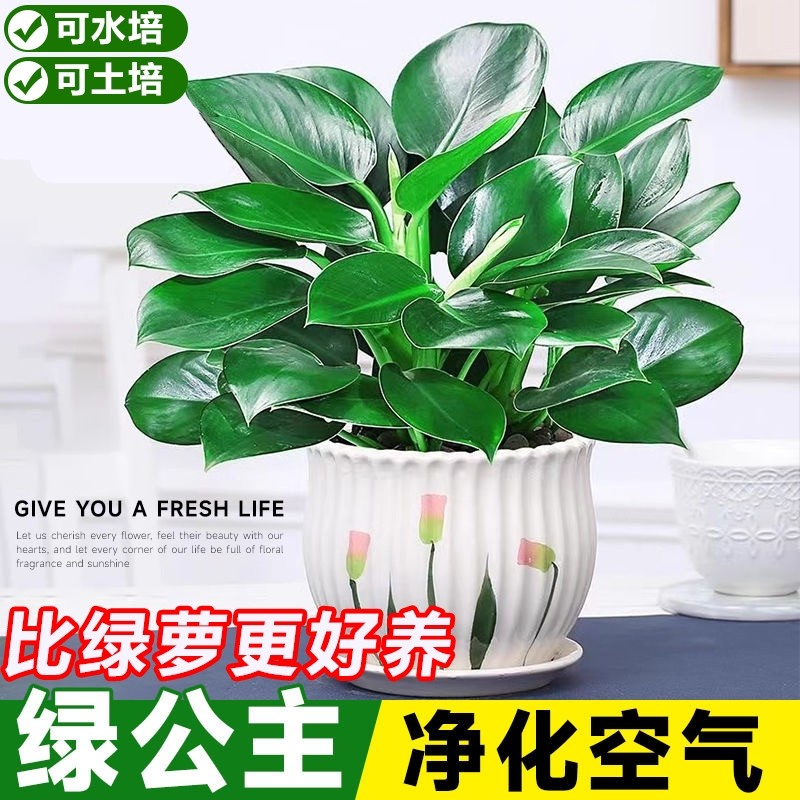 金钻盆栽绿萝箩室内植物花卉水培绿植客厅好养活多肉新房净化空气