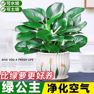 金钻盆栽绿萝箩室内植物花卉水培绿植客厅好养活多肉新房净化空气