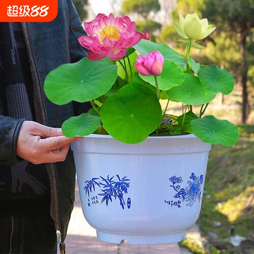 鱼缸水草碗莲四季开花水生植物