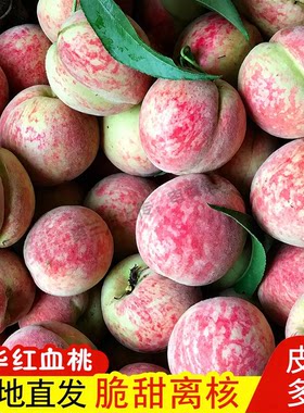 湖北胭脂红桃子血桃5斤鲜桃新鲜狗红心桃老树离核脆甜