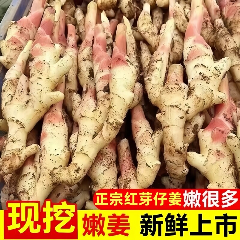 现挖红芽嫩姜新鲜大仔姜子姜生姜腌制嫩姜芽泡子姜醋姜泥巴食用鲜图片