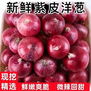 新鲜紫皮洋葱农家自种现挖6斤/9斤蔬菜水果洋葱吃脆甜汁水饱满嫩