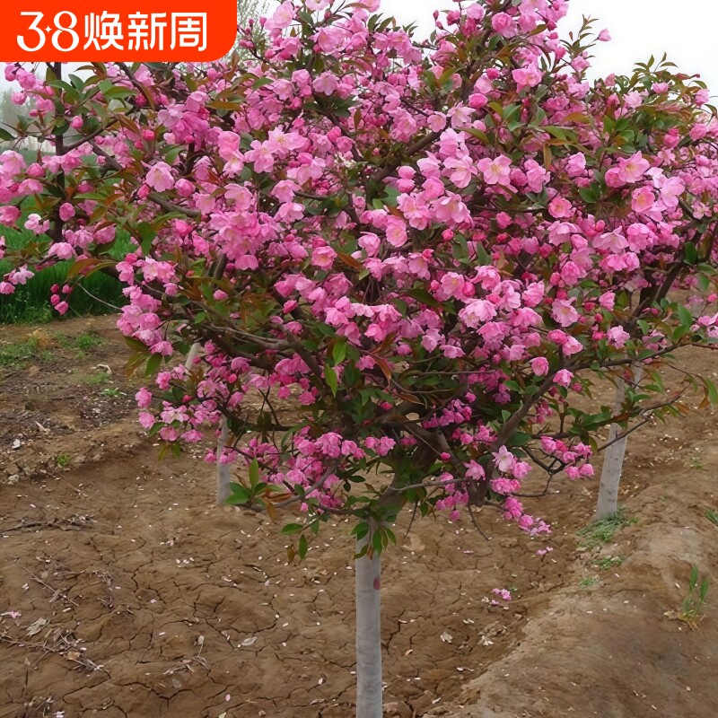 海棠树苗庭院地栽大树北美垂丝西府花卉四季种植耐寒开花植物大型