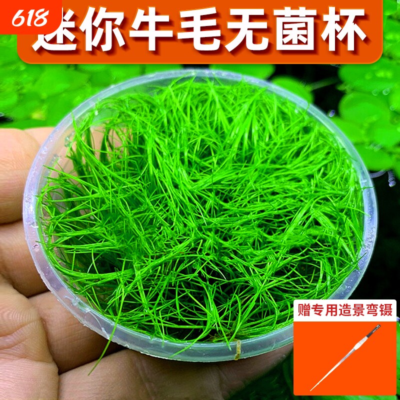 无菌杯牛毛水草坨前景草植物鱼缸草坪造景专用净水增氧阴性真草