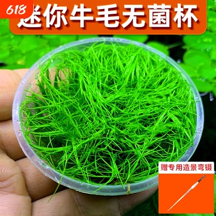 无菌杯牛毛水草坨前景草植物鱼缸草坪造景专用净水增氧阴性真草