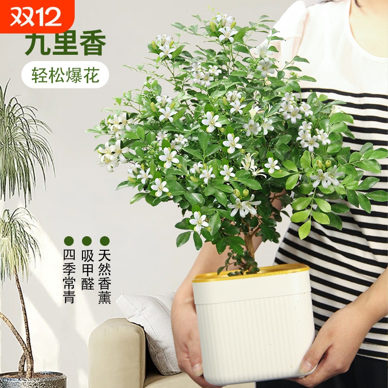 九里香吸甲醛易养活30天养死包赔