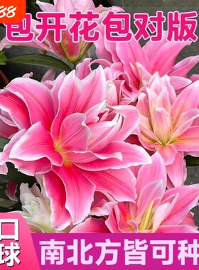 百合花种球盆栽冰美人进口耐寒花卉重瓣香水百合种子种植苗籽阳台