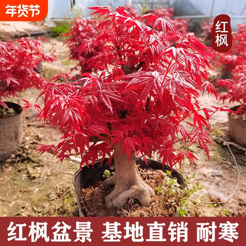 日本红枫盆景原生矮霸红舞姬老桩四季红枫树盆栽室内阳台庭院植物,鲜花速递/花卉仿真/绿植园艺,造型盆景,淘宝优惠券,粉丝福利购,淘宝优惠卷