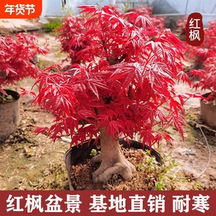 日本红枫盆景原生矮霸红舞姬老桩四季红枫树盆栽室内阳台庭院植物