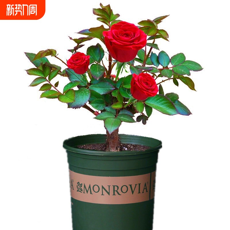 正宗玫瑰花苗盆栽老桩浓香特大花室内外耐寒蔷薇月季花卉四季开花