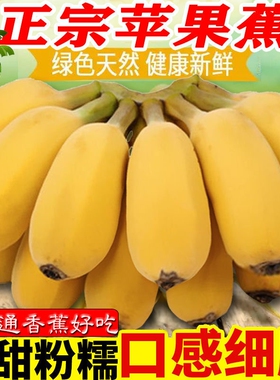 广西正宗苹果蕉5斤 banana新鲜香蕉粉蕉自然熟当季非小米芭蕉香焦