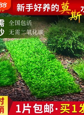 莫斯水草鱼缸造景前景慕斯片球