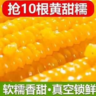 正宗东北新鲜黄糯玉米软糯拉丝真空包装寒地黑土一季低脂香甜早餐