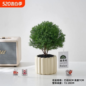 放青松绿植盆栽放轻松办公桌面情绪解压植物室内懒人好养客厅阳台