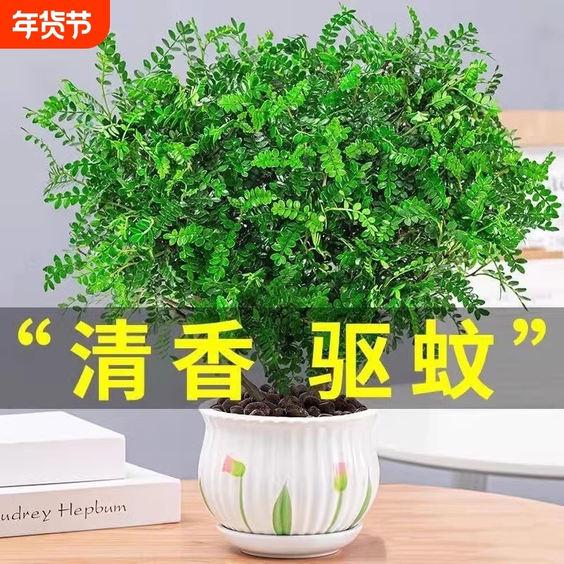 胡椒木盆栽花卉驱蚊草植物树苗老桩盆景九里香绿植客厅办公桌卧室,鲜花速递/花卉仿真/绿植园艺,绿植,淘宝优惠券,粉丝福利购,淘宝优惠卷