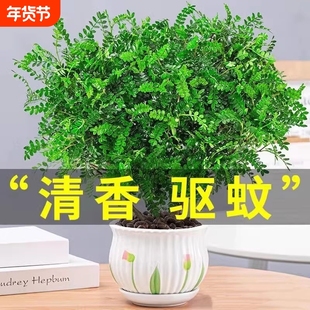 胡椒木盆栽花卉驱蚊草植物树苗老桩盆景九里香绿植客厅办公桌卧室
