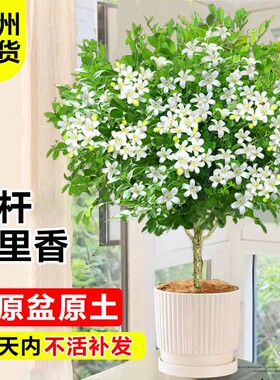 独杆九里香盆栽室内四季花卉茉莉花苗阳台庭院驱蚊植物