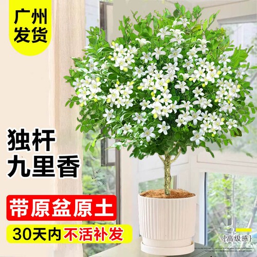独杆九里香盆栽室内四季花卉茉莉花苗阳台庭院驱蚊植物