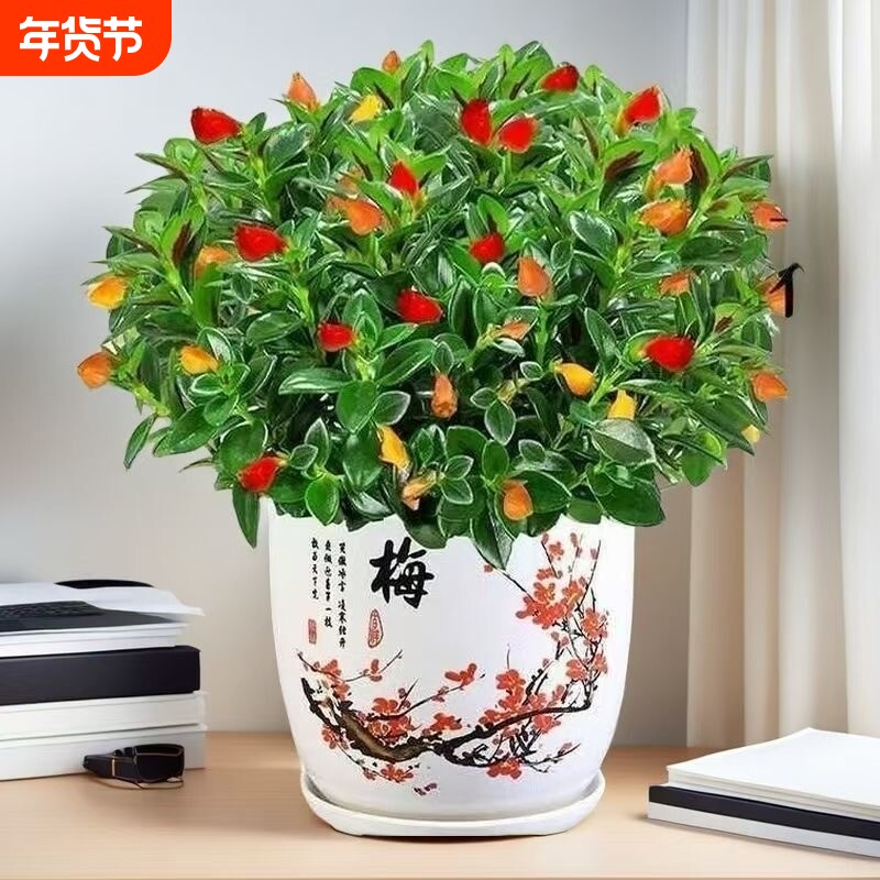 新品金鱼吊兰盆栽室内阳台秋冬好养四季耐寒开花卉绿植物不带花苞