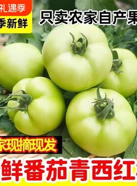 青番茄应季新鲜青西红柿未成熟生蕃茄蔬菜炒菜用农家自种现摘现发