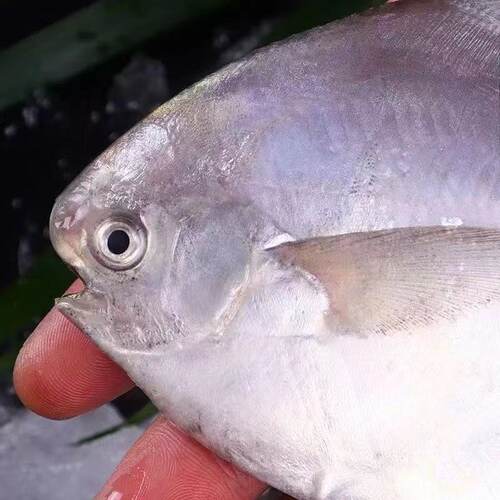 银鲳鱼新鲜冷冻深海鱼海鲜小鲳鱼白鲳鱼批发商用生鲜水产