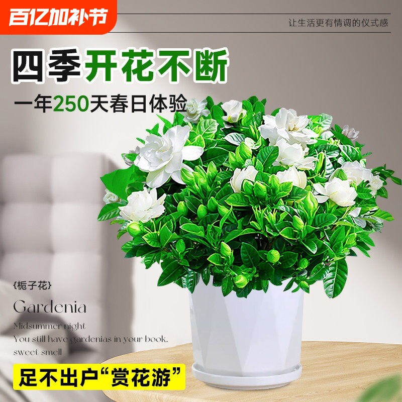 栀子花盆栽带花苞室内黄金葛箩水培花卉绿植物茉莉花九里香长寿花