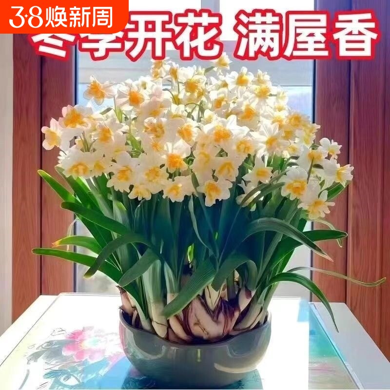 冬季水培水仙花四季开花盆栽耐寒植物室内易养活花卉绿植客厅阳台