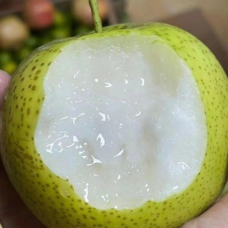 头茬正宗青皮皇冠翠玉梨子砀山梨新鲜水果当季现摘现发苹果梨