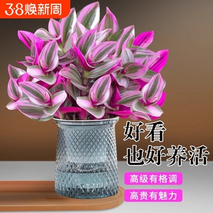 油画婚礼吊兰盆栽花盆垂吊大盆进口好养活紫露兰绿植室内多肉植物