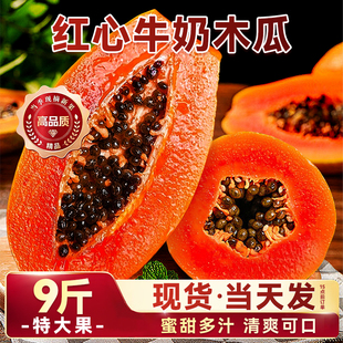 红心牛奶木瓜新鲜木瓜水果当季树上自然熟冰糖心青皮木瓜现摘整箱
