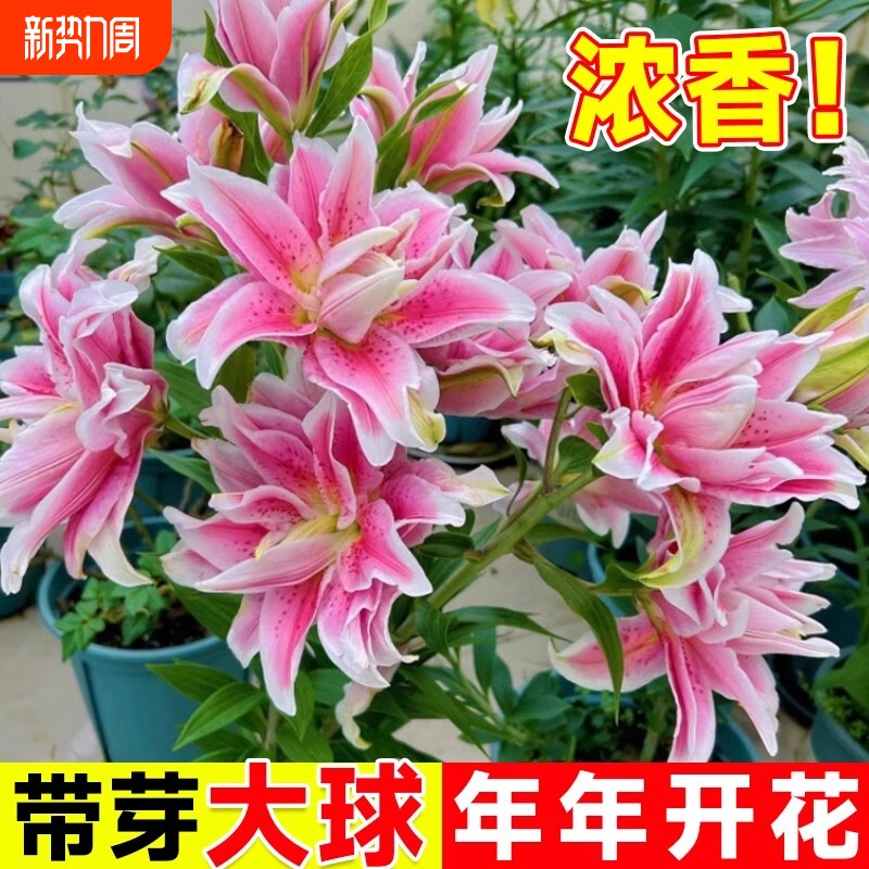 香水百合花种球盆栽花卉绿植物四季好养活水培室内室外庭院花期