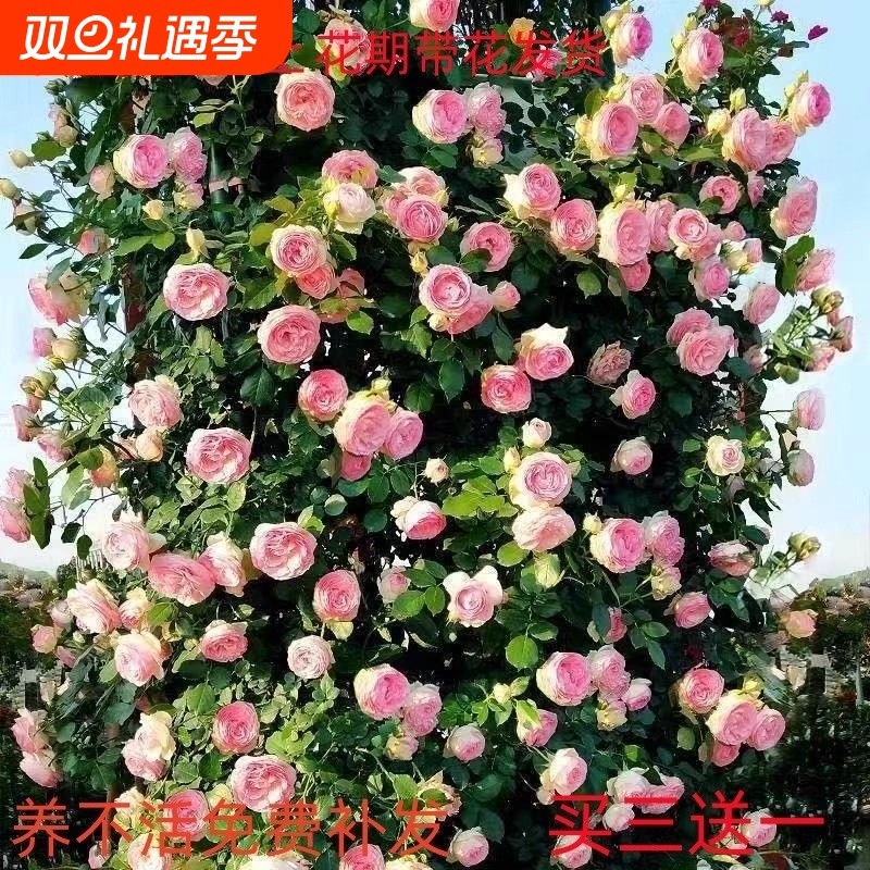 蔷薇花苗藤本月季小苗大花爬藤绿植物四季开花卉阳台攀援玫瑰盆栽