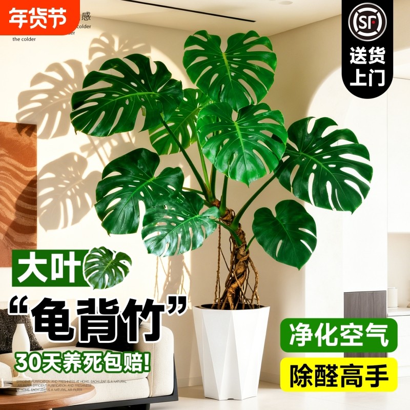 龟背竹客厅大盆栽办公室内大型绿植净化空气除甲醛四季常青好养活,鲜花速递/花卉仿真/绿植园艺,绿植,淘宝优惠券,粉丝福利购,淘宝优惠卷