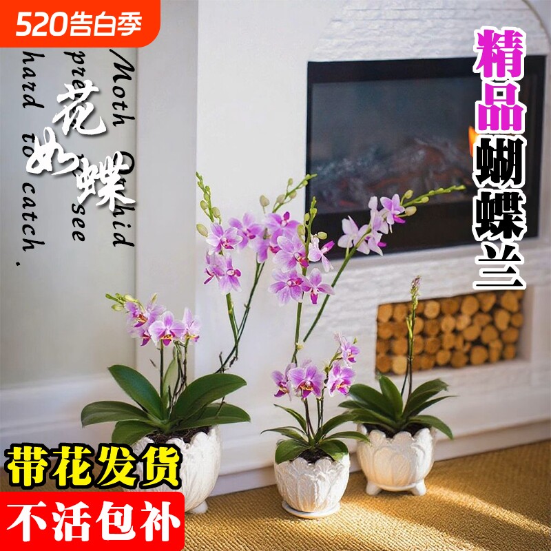 基地直发带花蝴蝶兰大苗名贵品种洋兰花卉盆栽室内好养可水培绿植