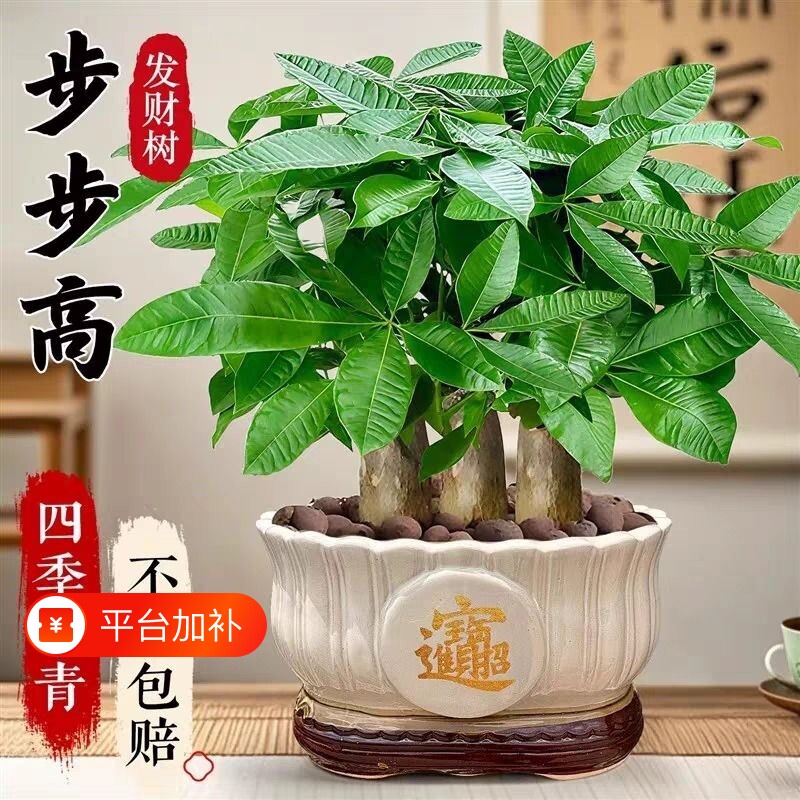 发财树盆栽招财旺宅桌面盆景办公室绿植室内客厅中式禅意四季植物