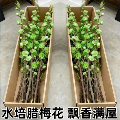 遇水开花鲜枝水培梅花枝室内耐寒花卉绿植懒好养客厅花期腊梅花