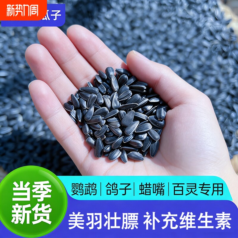 新油葵黑瓜子鹦鹉鸟粮饲料玄凤牡丹营养瓜子零食美毛训练珍珠鸟