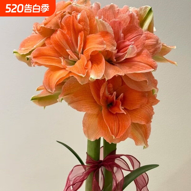 朱顶红当年开花左右视觉冲击大花盆栽阳台大花重瓣