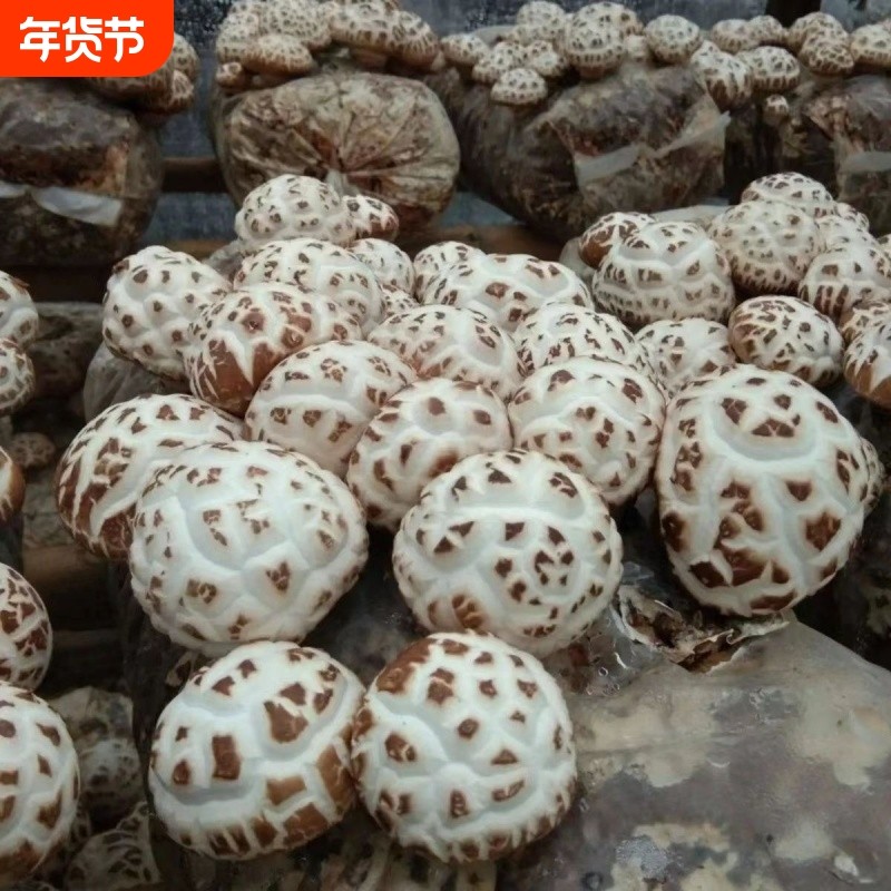 易发花菇菌种种植家种土壤菌种家庭室内蘑菇食用菌人工菌种室内外