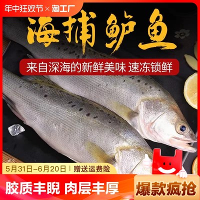 【特大号饭店开背鲈鱼】深海七星鱼生鲜鱼海鱼海鲜鲈鱼免清理